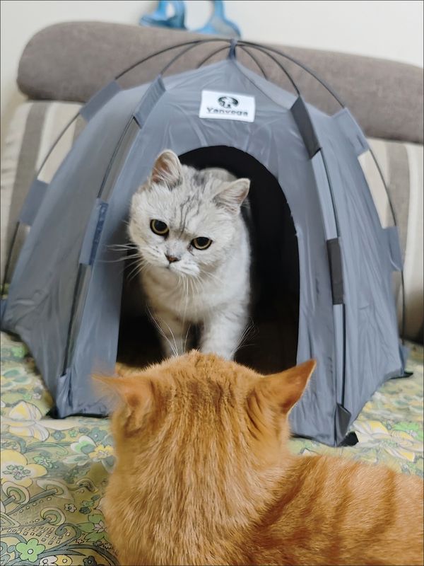 Pet tent bed sourced and inspected by LiYunTong